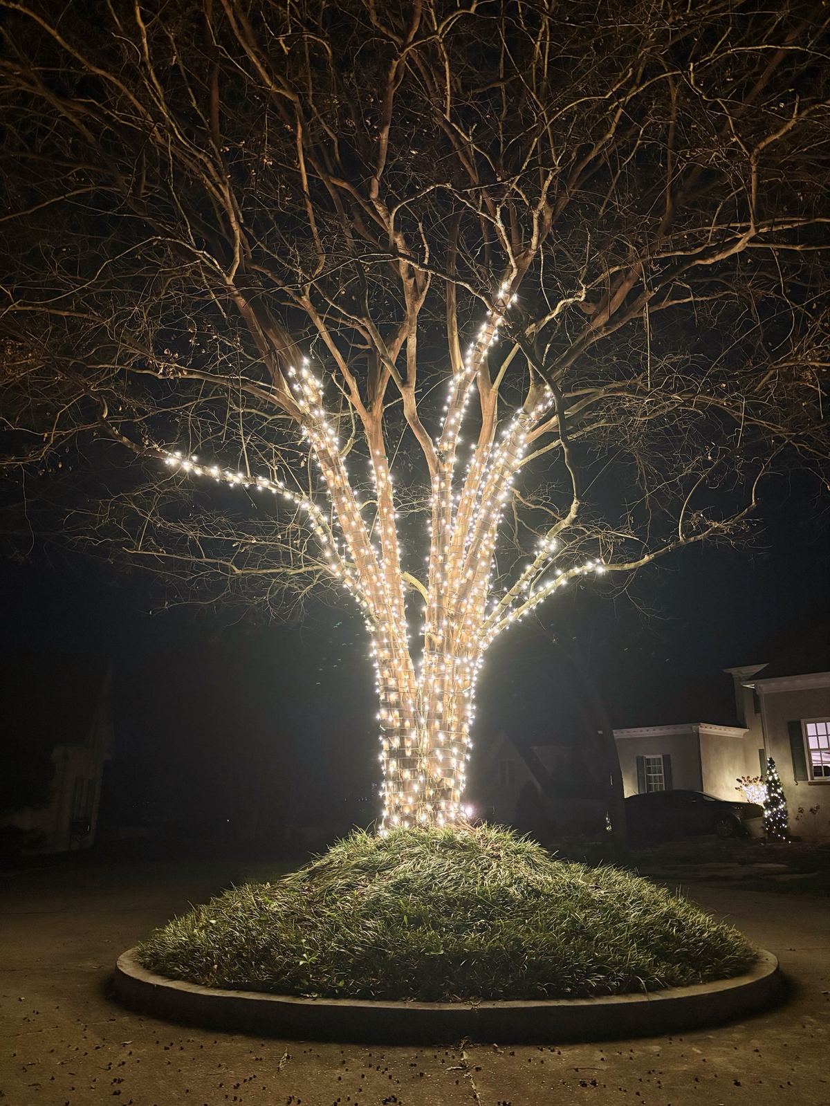 Crepe myrtle tree wrap example